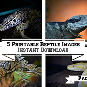 Può includere: Un download digitale di 5 immagini di rettili stampabili. Le immagini mostrano un'iguana verde, un varano, un drago barbuto, un pitone e un serpente. Il testo "5 Printable Reptile Images Instant Download Pack 1" è visualizzato sull'immagine.