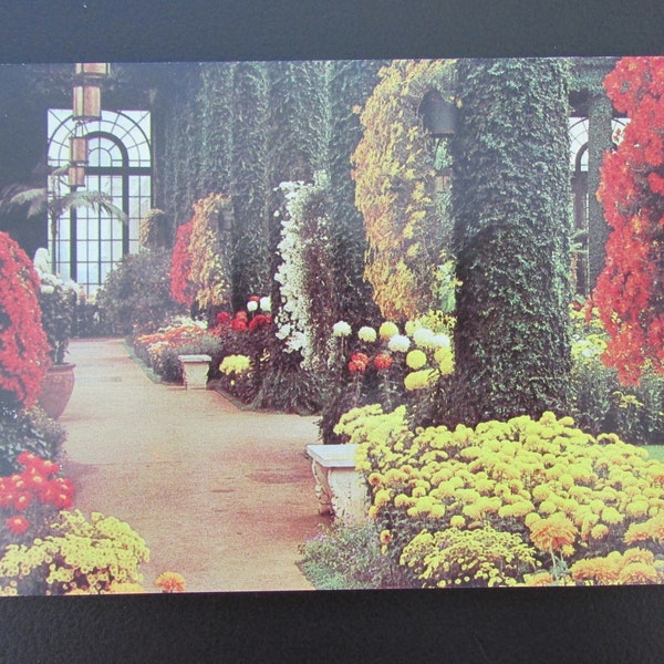 LONGWOOD GARDENS, Kennett Square PA Pennsylvania Botanical Vintage Postcard Kennett Square, Chester County Chrysanthemum Display