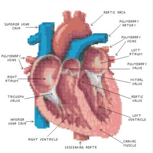 May include: A diagram of the human heart, labeled with the names of the different chambers and valves. The heart is shown in a cross-section, with the right atrium, right ventricle, left atrium, and left ventricle visible. The pulmonary artery, pulmonary veins, aorta, and superior and inferior vena cava are also labeled.