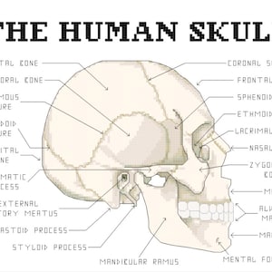 Human Skull Anatomy Cross Stitch PATTERN