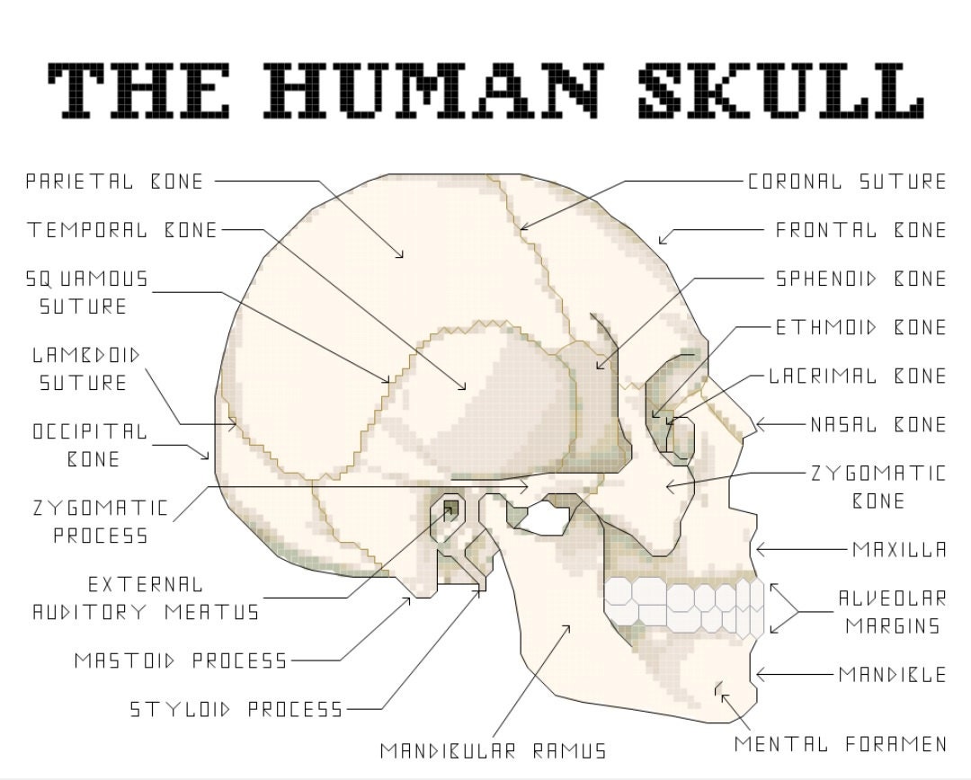 Human skull diagram with labels