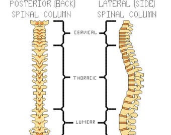 Human Spine Anatomy Cross Stitch PATTERN