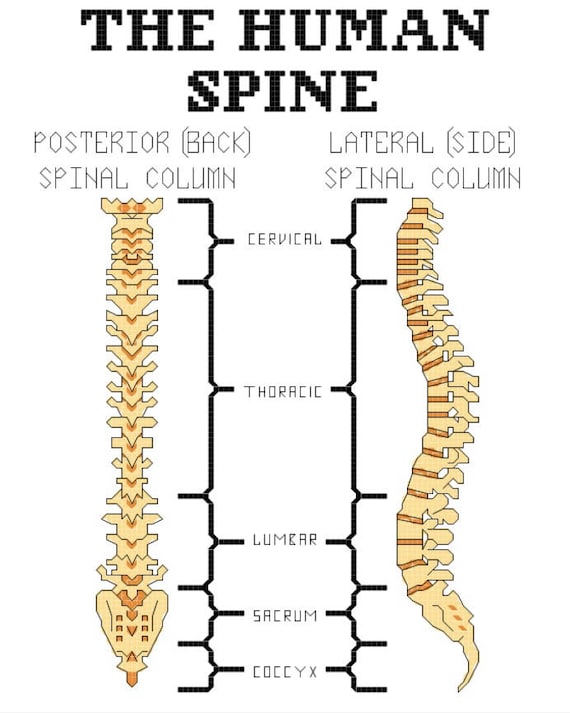 Human Spine Anatomy Cross Stitch Pattern Etsy