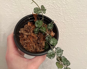 Hoya Curtisii / unrooted CUTTINGS