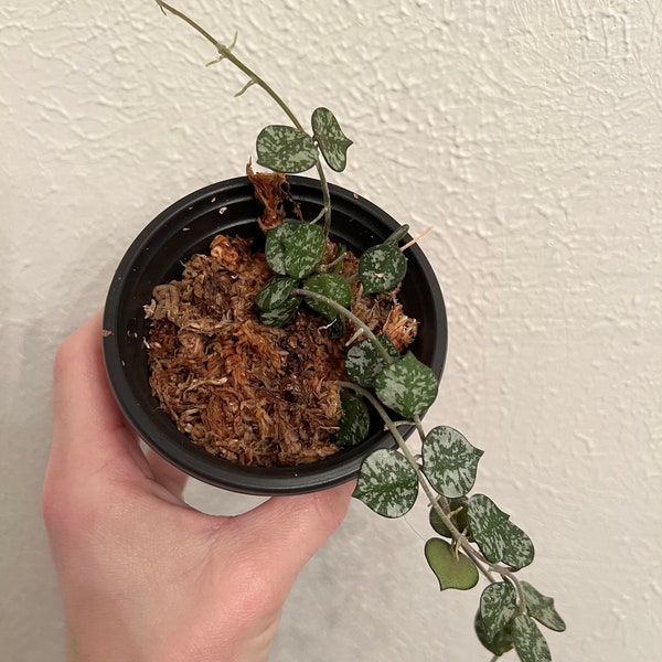 Hoya Curtisii / unrooted CUTTINGS