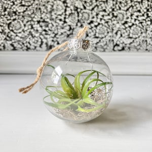 Succulent Ornament, Succulent Gift, Terrarium Ornament, Plant Lady Gift, Gift for Him, Gardening Ornament, Faux Air Plant