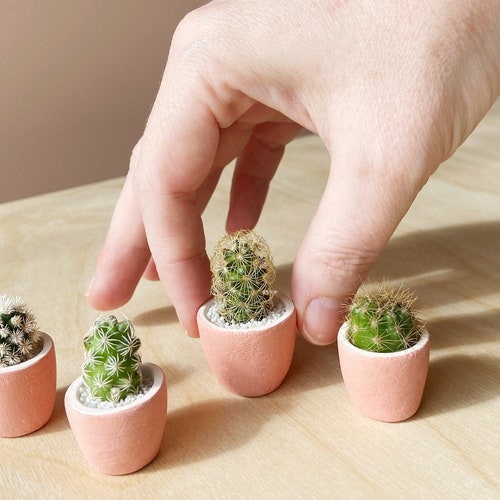 Mini Cactus and Mini Planter Lino Mini Cactus Kit Handmade Etsy