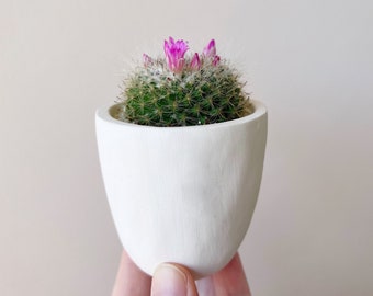 Mia Cactus Kit with Handmade Planter