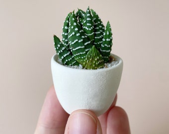 Felix Mini Succulent and Mini Planter,  Handmade Ceramic Planter, Mini Cactus, Cactus Plant, Cactus Planter, Planter