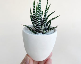 Beto Zebra Succulent + Handmade Planter