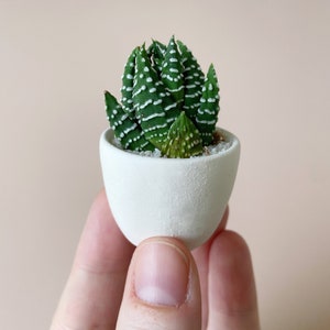 Felix Mini Succulent Kit, Mini Planter, Handmade Ceramic Planter, Mini Cactus, Cactus Plant, Cactus Planter, Planter, Mini Succulent