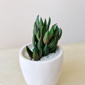 Dorothy Succulent Kit with Handmade Ceramic Planter image 9