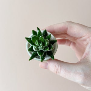 Felix Mini Succulent Kit, Mini Planter, Handmade Ceramic Planter, Mini Cactus, Cactus Plant, Cactus Planter, Planter, Mini Succulent image 4