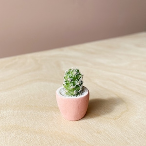 Mini Cactus Kit with Mini Planter Lino Mini Cactus Kit, Handmade Ceramic Planter, Mini Cactus, Cactus Plant, Cactus Planter, Planter image 9