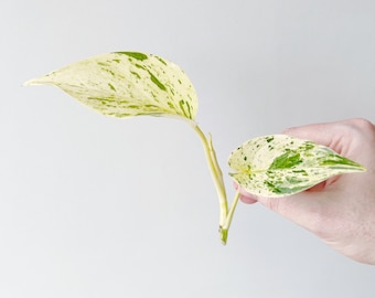 Marble Queen Pothos Plant Cutting