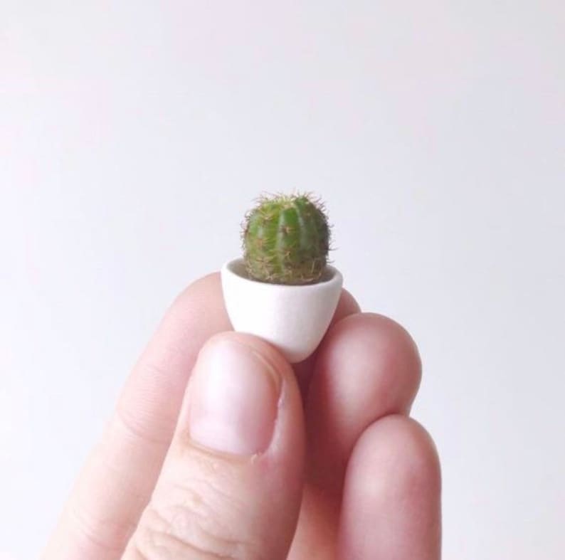 Самый маленький кактус. Самый маленький кактус блоссфельдия. Самый маленький кактус в мире блоссфельдия. Самый маленький кактус. Блоссфельдия крошечная.