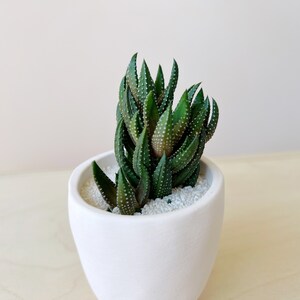 Dorothy Succulent Kit with Handmade Ceramic Planter image 3