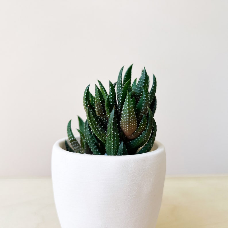 Dorothy Succulent Kit with Handmade Ceramic Planter image 6
