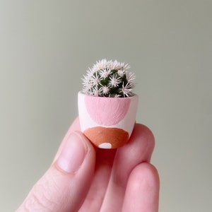 Candace Mini Cactus + Rado Handmade Ceramic Planter,  Mini Cactus Kit, Handmade Ceramic Planter, Mini Cactus, Cactus Plant, Cactus Planter