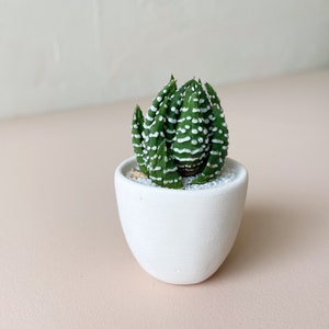 Felix Mini Succulent Kit, Mini Planter, Handmade Ceramic Planter, Mini Cactus, Cactus Plant, Cactus Planter, Planter, Mini Succulent image 5