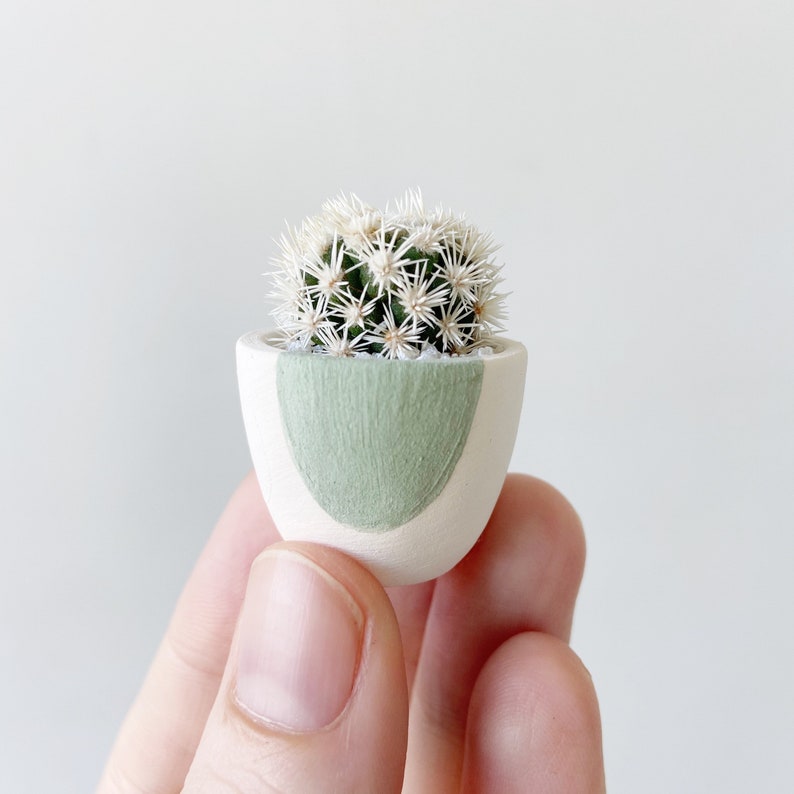 Mini Cactus and Green Circle Mini Planter Lino Mini Cactus Kit, Handmade Ceramic Planter, Mini Cactus, Cactus Plant, Cactus Planter Candace cactus