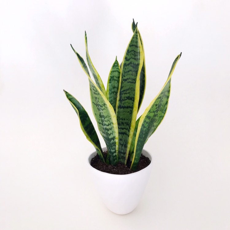 Snake Plant Handmade Ceramic Planter // Extra Large // Etsy