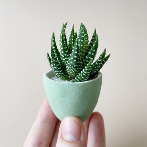 Felix Mini Succulent Kit, Mini Planter, Handmade Ceramic Planter, Mini Cactus, Cactus Plant, Cactus Planter, Planter, Mini Succulent Forest Green