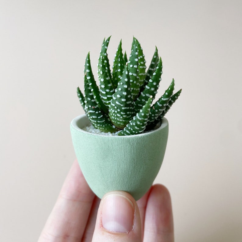 Felix Mini Succulent Kit, Mini Planter, Handmade Ceramic Planter, Mini Cactus, Cactus Plant, Cactus Planter, Planter, Mini Succulent image 2