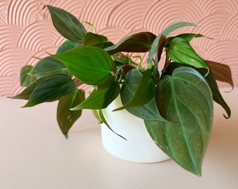 Philodendron Micans Plant Kit