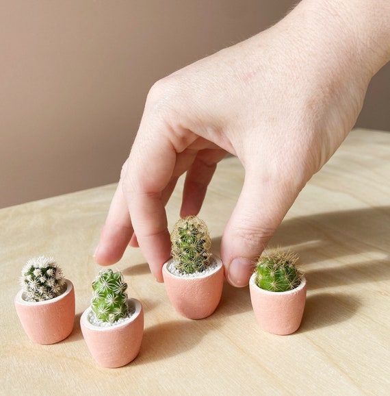 SURPRISE Mini Cactus and Mini Handmade Ceramic Planter // Mini Planter //  Cactus Plant // Handmade Planter // Cactus Planter // Mini 