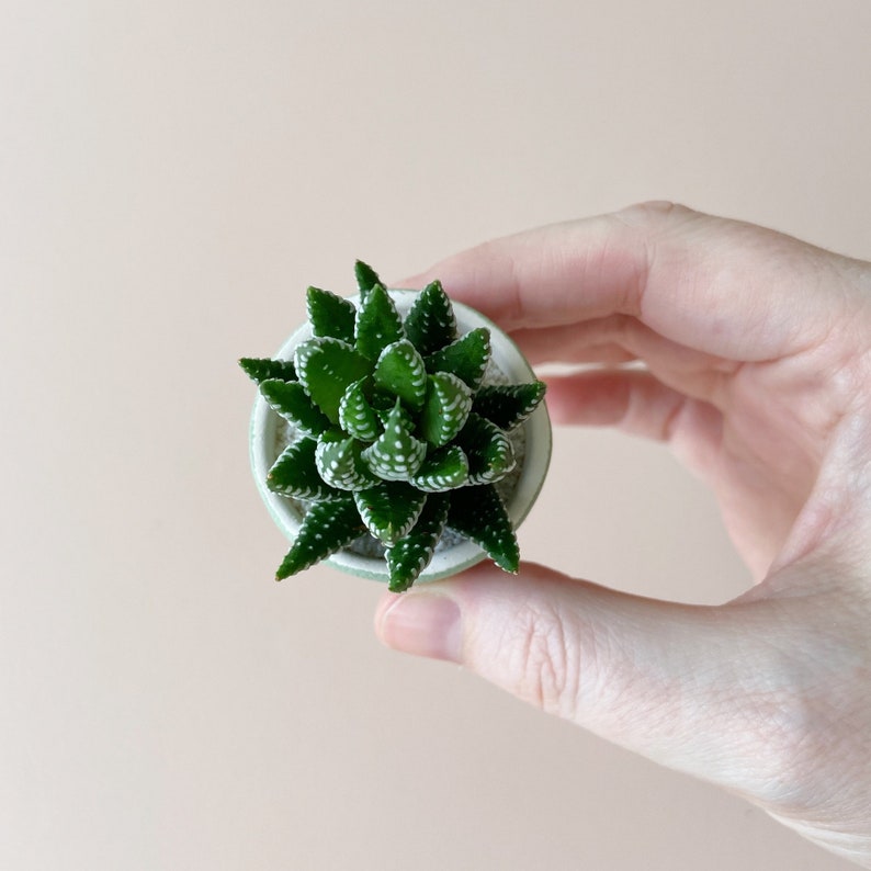 Felix Mini Succulent Kit, Mini Planter, Handmade Ceramic Planter, Mini Cactus, Cactus Plant, Cactus Planter, Planter, Mini Succulent image 10