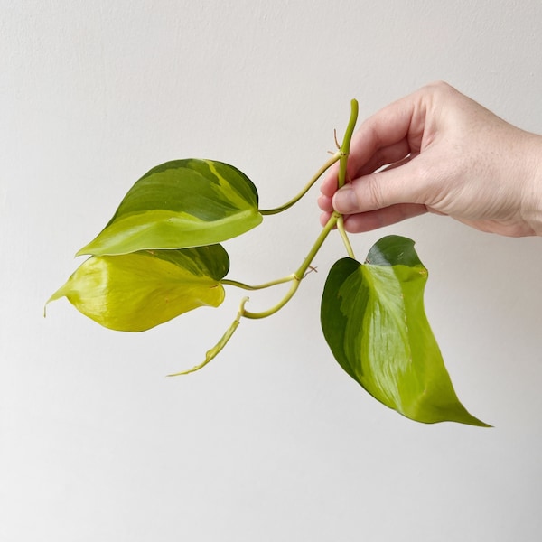 Philodendron Brasil Plant Cutting