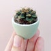 see more listings in the Mini Plants + Planters section