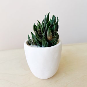Dorothy Succulent Kit with Handmade Ceramic Planter image 2