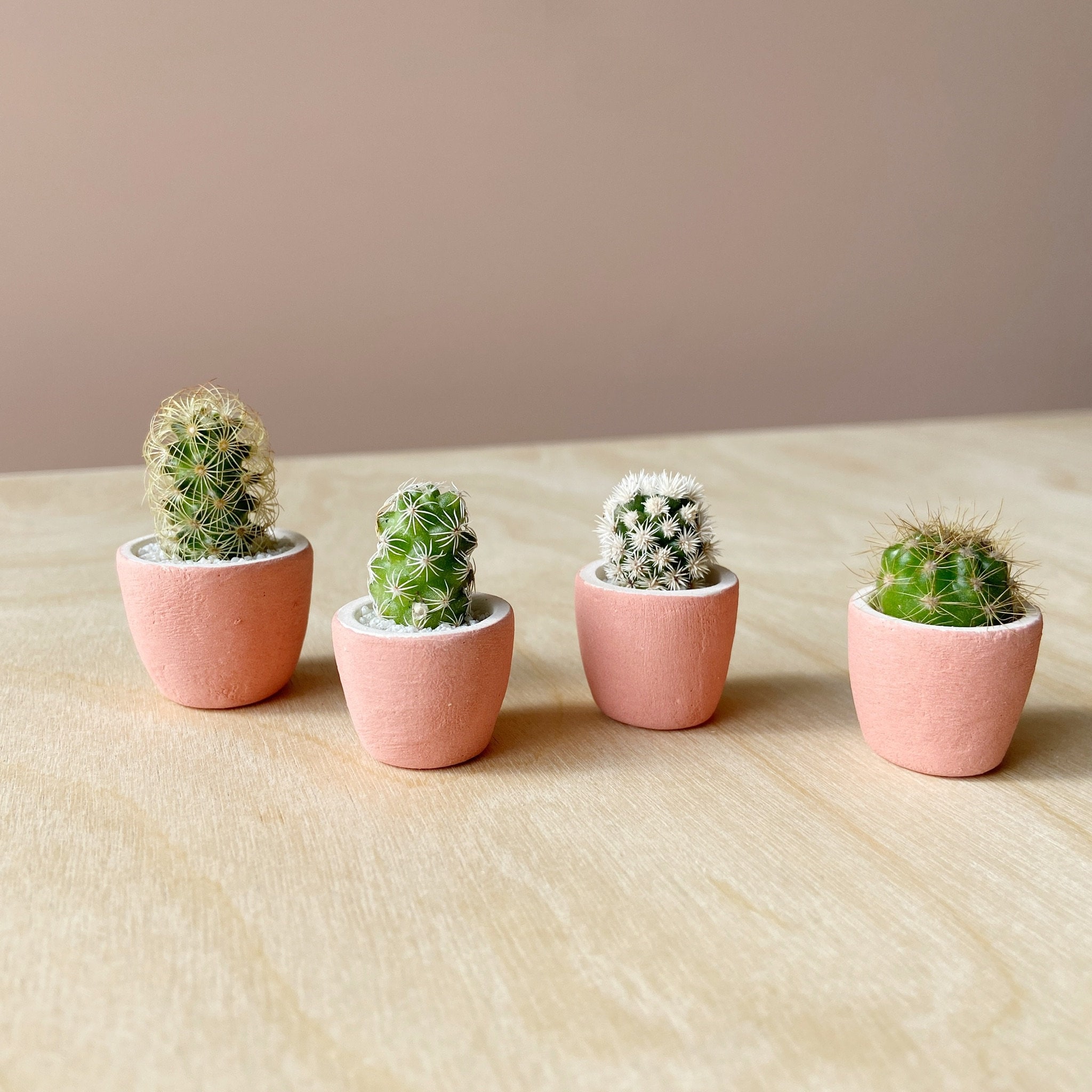 Mini Cactus Kit-Pink – Spalted Home