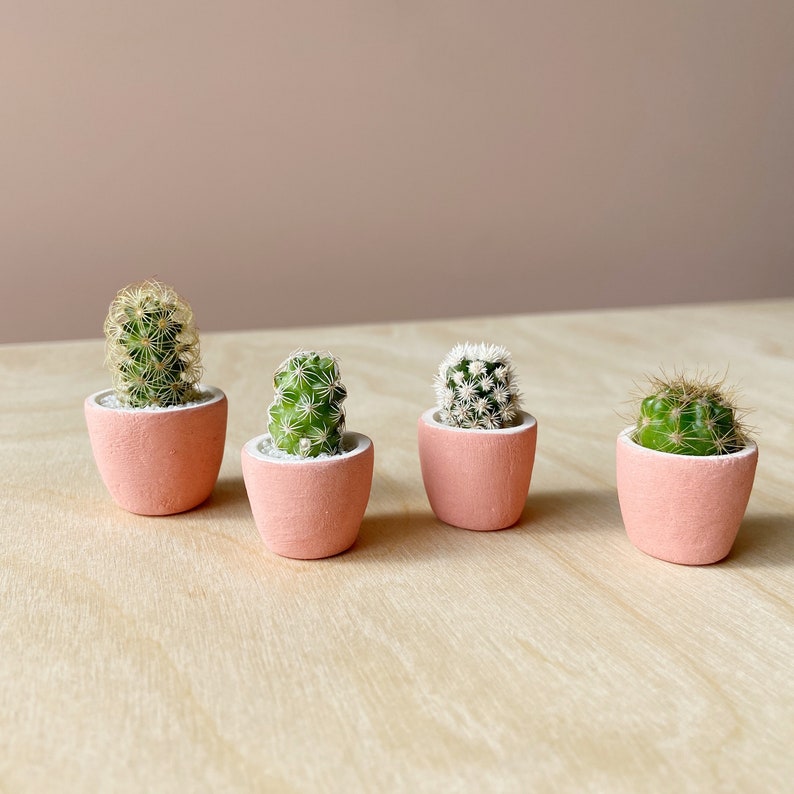 Mini Cactus Kit with Mini Planter Lino Mini Cactus Kit, Handmade Ceramic Planter, Mini Cactus, Cactus Plant, Cactus Planter, Planter image 6
