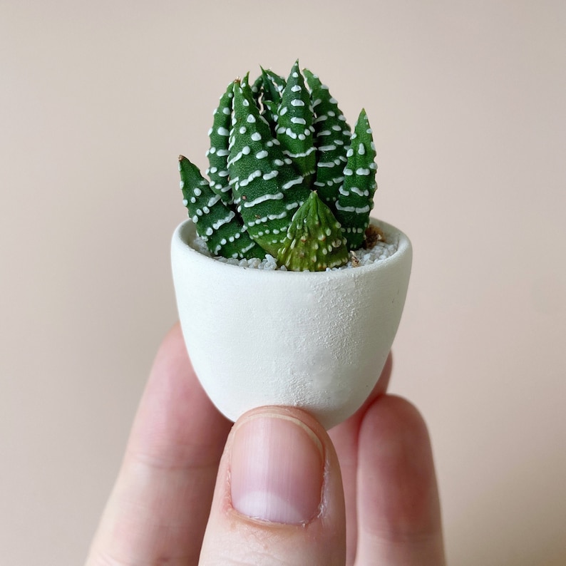 Felix Mini Succulent Kit, Mini Planter, Handmade Ceramic Planter, Mini Cactus, Cactus Plant, Cactus Planter, Planter, Mini Succulent White