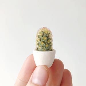 Fernando Mini Cactus Kit // Tiny Cactus and Planter // Handmade Ceramic Planter // Mini Cactus // Cactus Plant // Cactus Planter