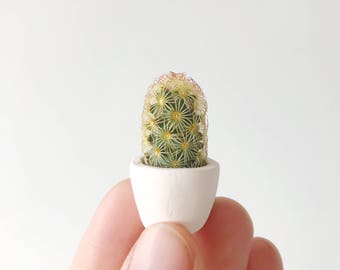 Fernando Mini Cactus Kit // Tiny Cactus and Planter // Handmade Ceramic Planter // Mini Cactus // Cactus Plant // Cactus Planter