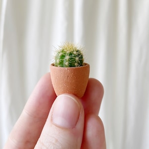 Frank Mini Cactus and Mini Terracotta Planter - Frank Mini Cactus Kit, Handmade Ceramic Planter, Mini Cactus, Cactus Plant, Cactus Planter