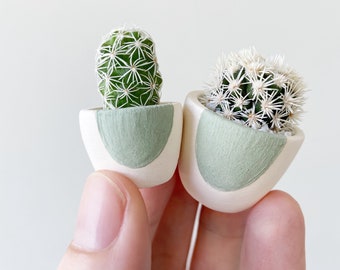 Mini Cactus and Green Circle Mini Planter - Lino Mini Cactus Kit, Handmade Ceramic Planter, Mini Cactus, Cactus Plant, Cactus Planter