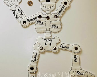 Skeleton | Learning resource | Bones | Learning about the human skeleton