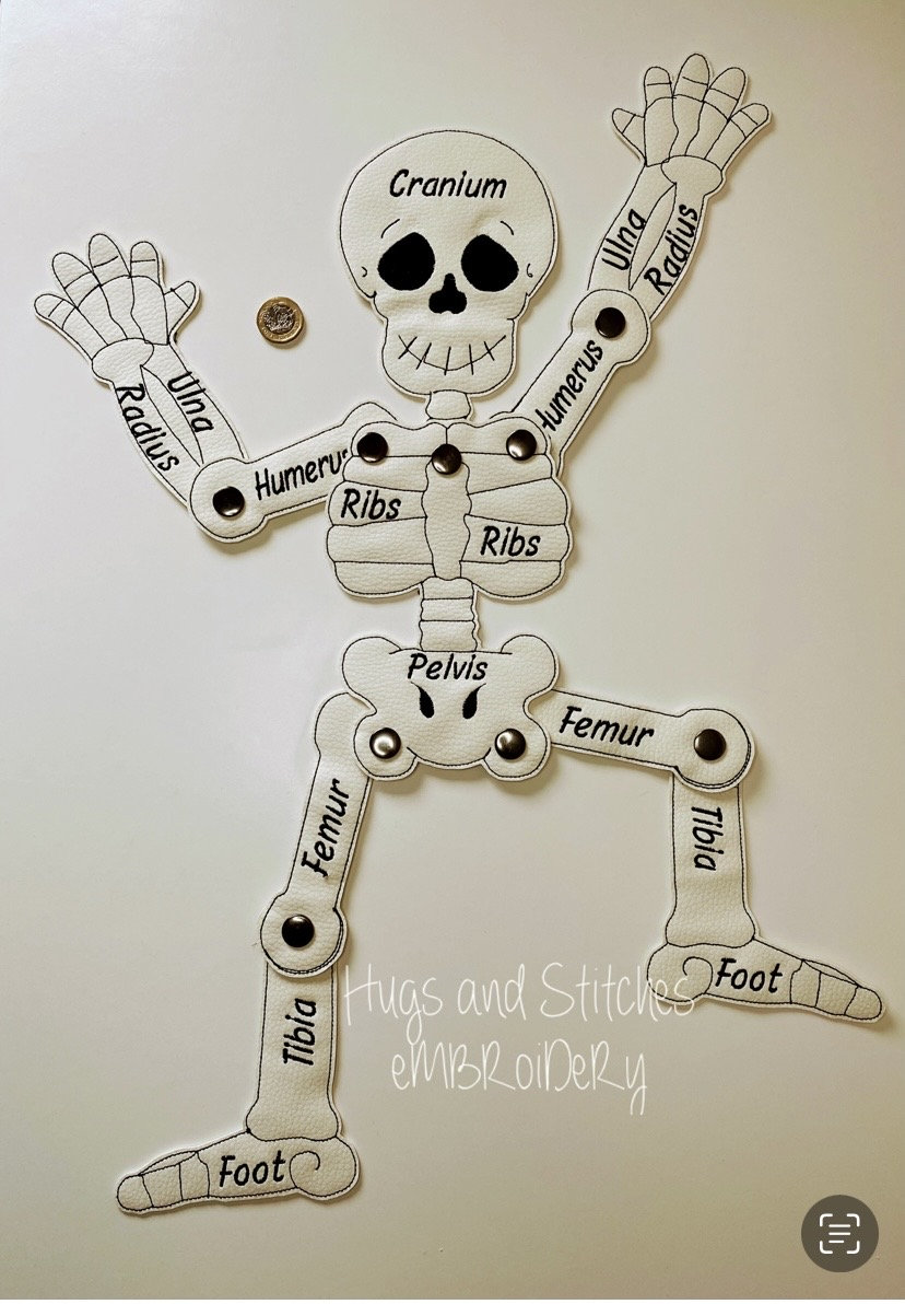 Skeleton | Learning resource | Bones | Learning about the human skeleton