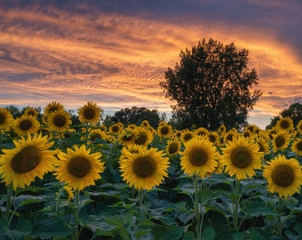 Sunflower Sunset Wall Art PRINT - Yellow Flowers - Sunflower Gift - Sunny Home Decor | Travel Photography by TheWorldExplored