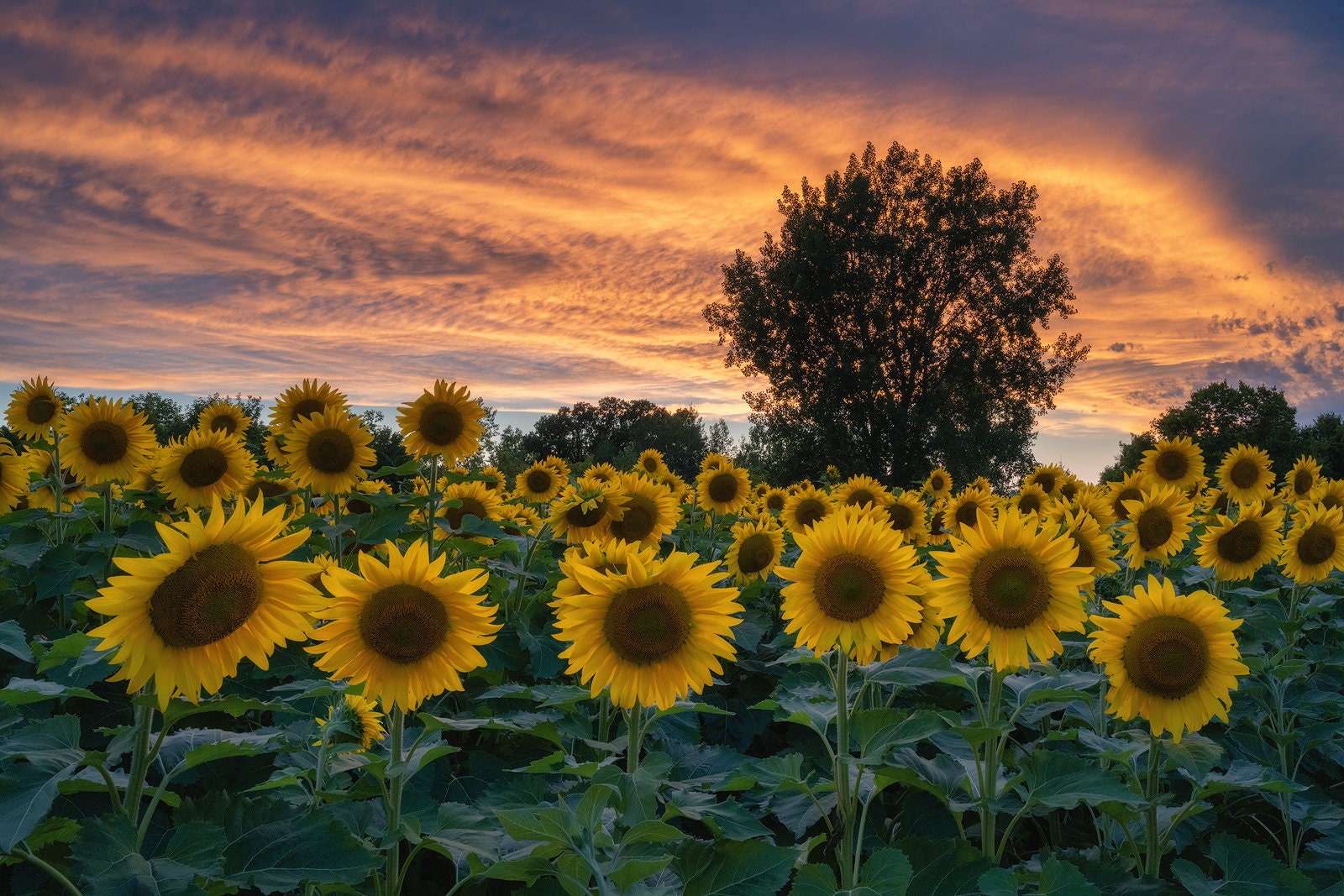 Sunflower Sunset Wall Art PRINT - Yellow Flowers - Sunflower Gift - Sunny Home Decor | Travel Photography by TheWorldExplored