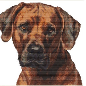 Cross Stitch Kit - Rhodesian Ridgeback 24cm x 23cm 14 count