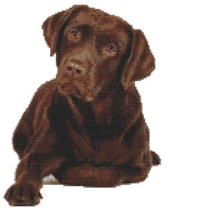 May include: A cross-stitch design featuring a chocolate Labrador Retriever. The dog is depicted lying down, with its head and front paws in view. The dog's fur is a deep brown, set against a white backdrop.