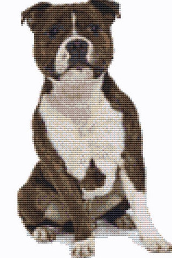 staffy teddy bears