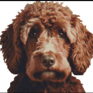 May include: A cross-stitch portrait of a dog. The image shows a close-up of the dog's face, with brown, curly fur and a dark nose. The background is white, and the image is framed in black.