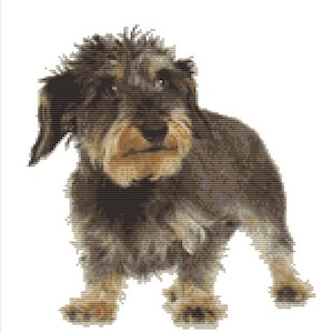 CROSS STITCH KIT - wire haired dachshund 23CM X 24CM 14 Count